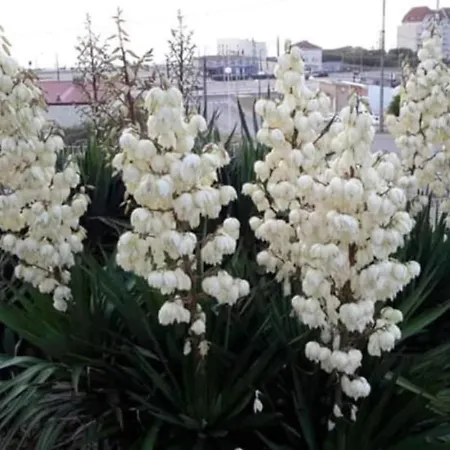 アパート Marluis - Near Dunes And